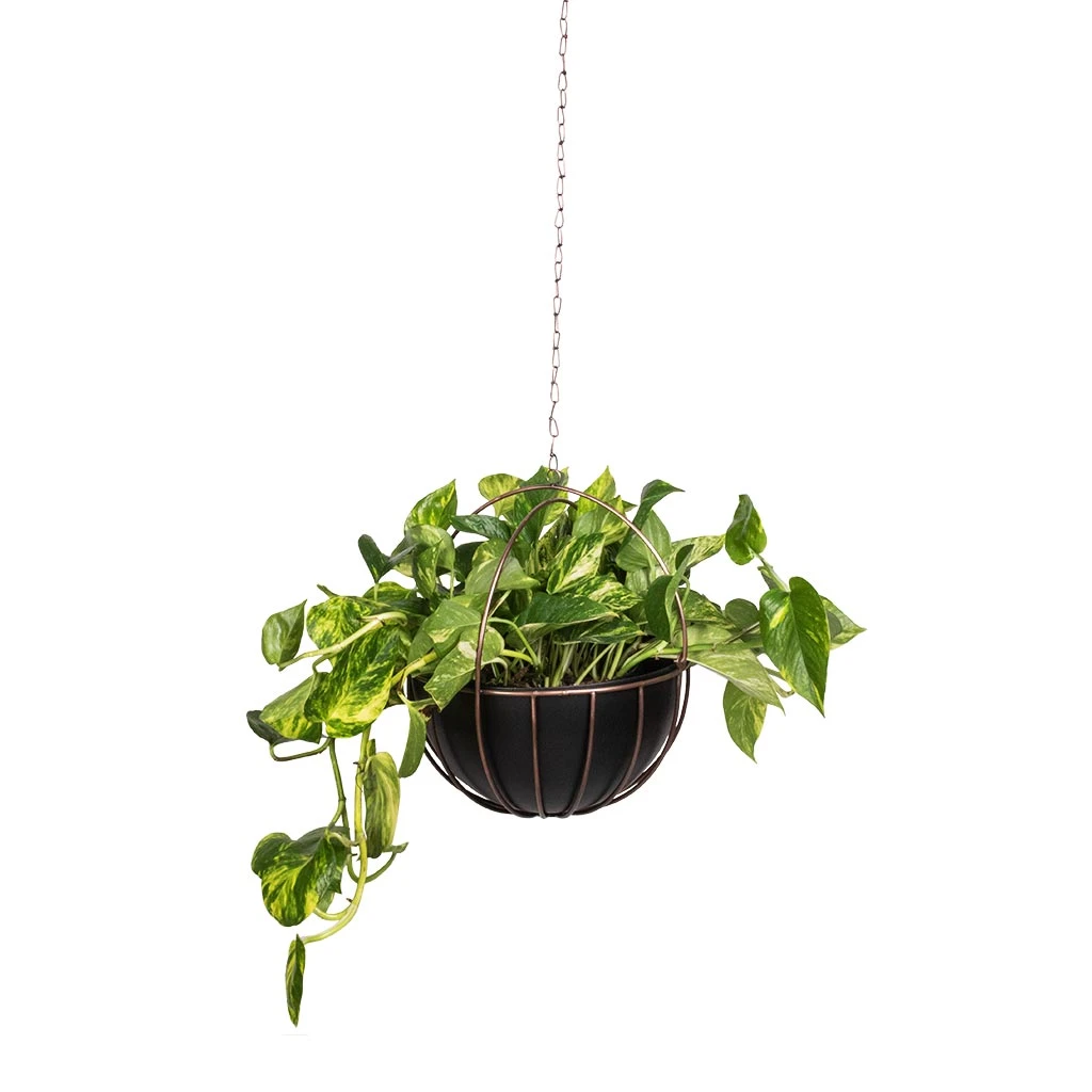 Epipremnum Aureum - Golden Pothos 13 Epipremnum Aureum - Golden Pothos - Image 13