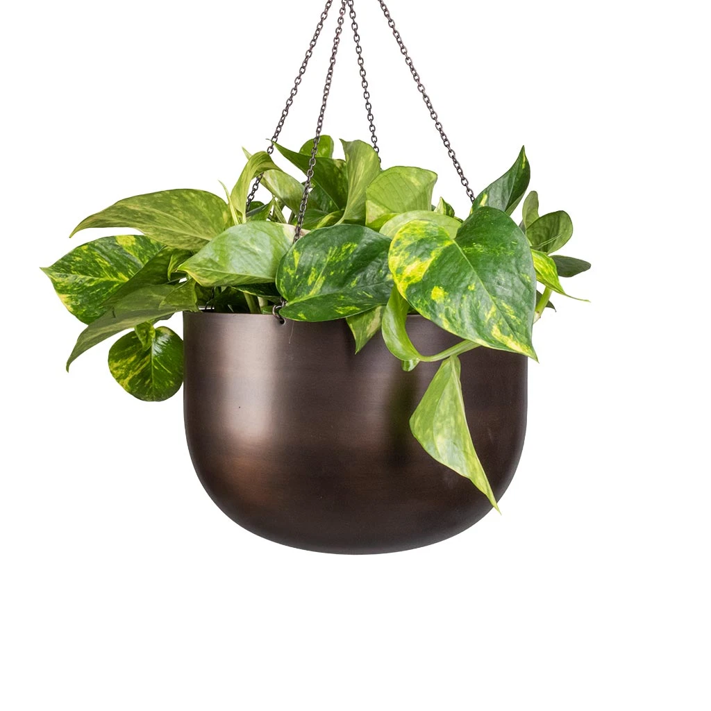 Epipremnum Aureum - Golden Pothos 1 Epipremnum Aureum - Golden Pothos