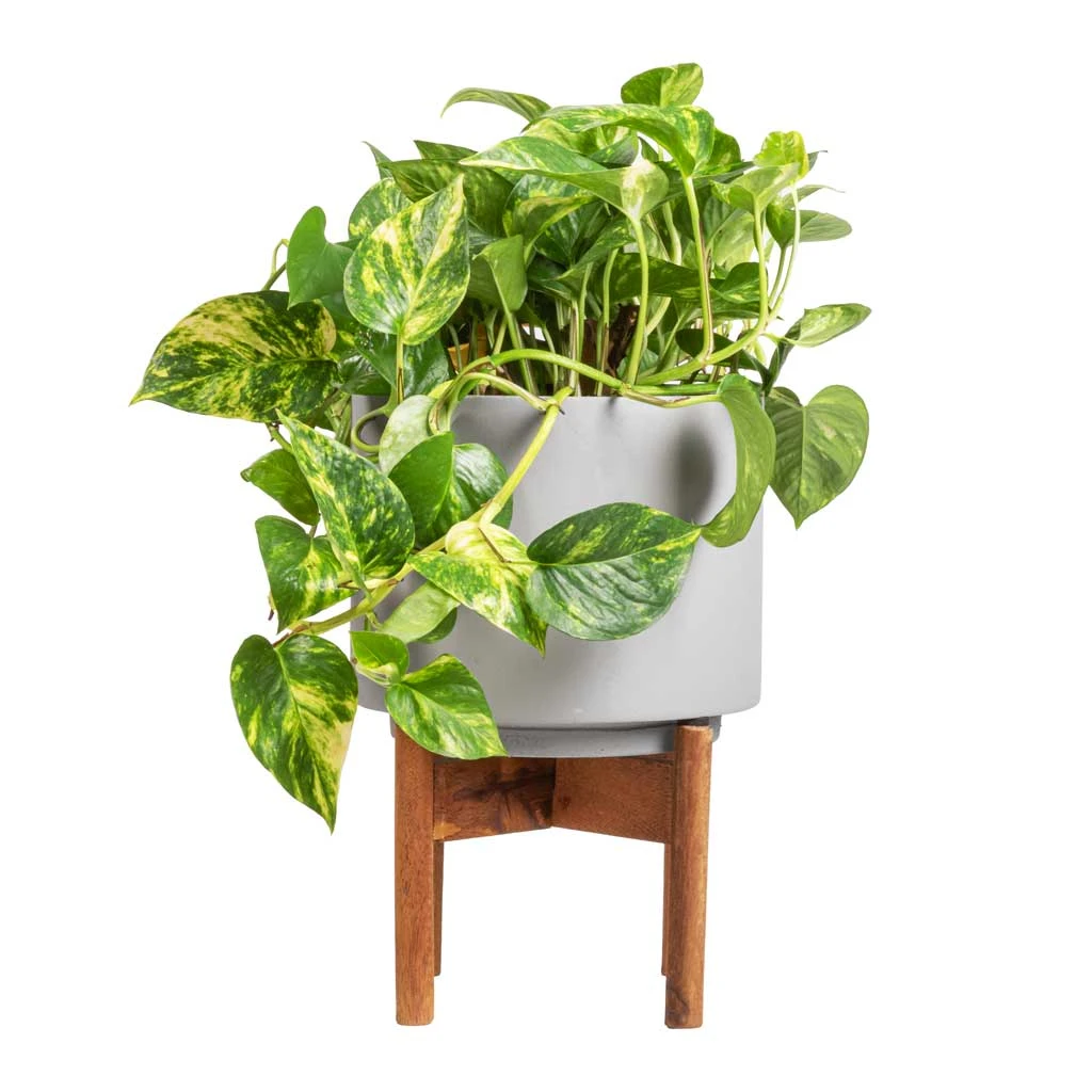Epipremnum Aureum - Golden Pothos 11 Epipremnum Aureum - Golden Pothos - Image 11