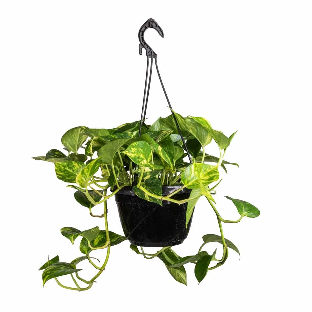 Epipremnum Aureum - Golden Pothos 10 Epipremnum Aureum - Golden Pothos - Image 10