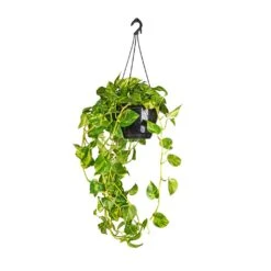 Epipremnum Aureum - Golden Pothos 31 Epipremnum Aureum - Golden Pothos -Indoor Plants Epipremnum aureum Golden Pothos 25x60cm 2