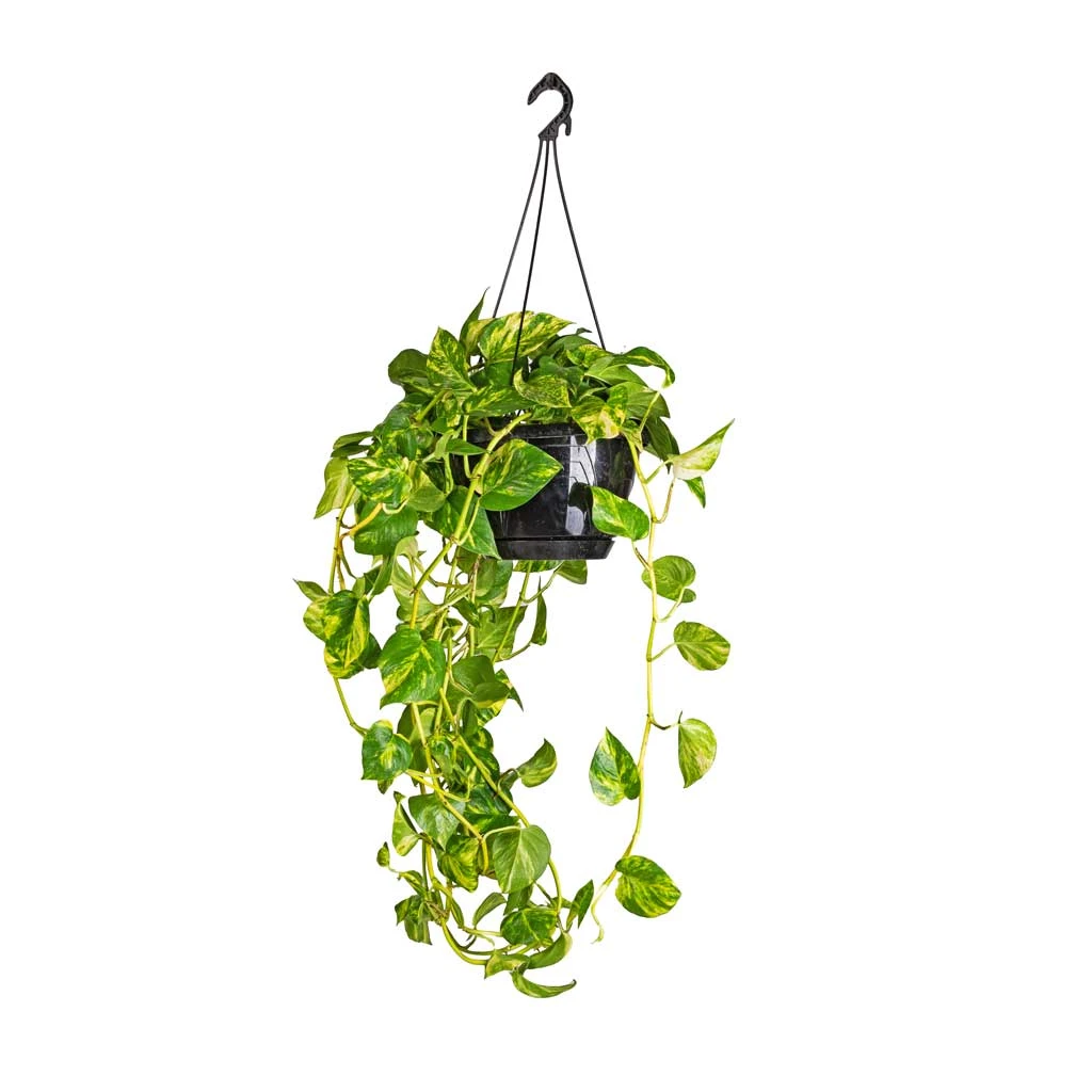 Epipremnum Aureum - Golden Pothos 12 Epipremnum Aureum - Golden Pothos - Image 12