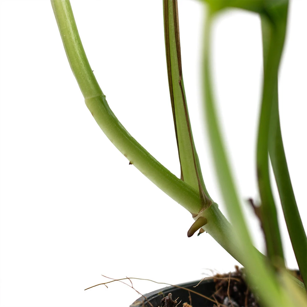 Epipremnum Aureum - Golden Pothos 20 Epipremnum Aureum - Golden Pothos - Image 20
