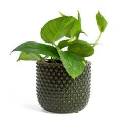 Epipremnum Aureum - Golden Pothos 37 Epipremnum Aureum - Golden Pothos -Indoor Plants Epipremnum aureum Golden Pothos Bolino Plant Pot Green c6410fef c168 40bd acd7 2b80ed5cdba0