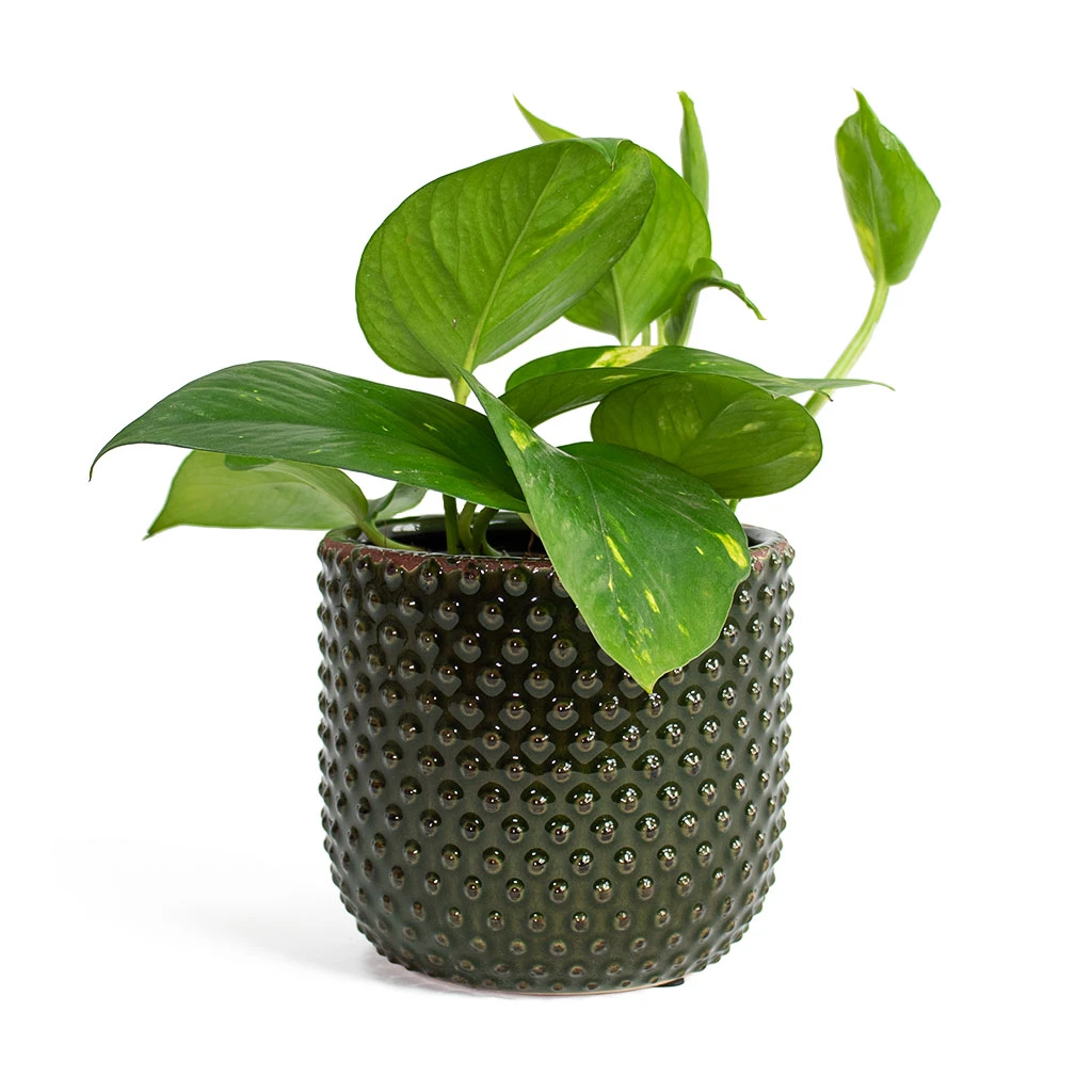 Epipremnum Aureum - Golden Pothos 18 Epipremnum Aureum - Golden Pothos - Image 18