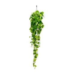 Epipremnum Aureum - Golden Pothos 33 Epipremnum Aureum - Golden Pothos -Indoor Plants Epipremnum aureum Golden Pothos Long Trails