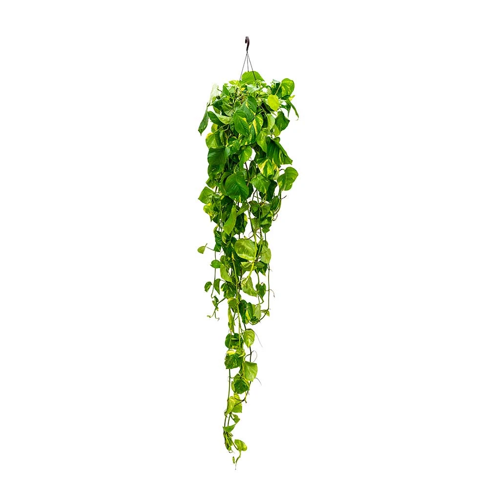 Epipremnum Aureum - Golden Pothos 14 Epipremnum Aureum - Golden Pothos - Image 14
