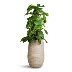 Dune Partner Planter - Oat 10 Dune Partner Planter - Oat -Indoor Plants Epipremnum aureum Golden Pothos Moss Pole 17x60cm Dune Partner Planter Oat 25x40cm 54906bad 14c3 41ce a26c e13d5fc725b9