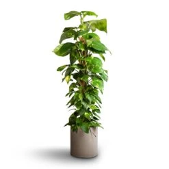 Max Refined Planter - Clouded Grey 12 Max Refined Planter - Clouded Grey -Indoor Plants Epipremnum aureum Golden Pothos Moss Pole 24x120cm Max Refined Planter Clouded Grey 29x29.5cm f21335a2 694a 468c 996a db45501a5296