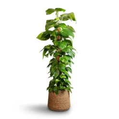 Patt Plant Pot - Straw Grass -Indoor Plants Epipremnum aureum Golden Pothos Moss Pole 24x120cm Patt Plant Pot Straw Grass 35x30cm edc1b824 4d79 4e81 ab4c 7b85037d384f