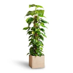Raindrop Cube Planter - Stone -Indoor Plants Epipremnum aureum Golden Pothos Moss Pole 24x120cm Raindrop Cube Planter Stone 30x30x27cm 25ab2f0c 2121 4b5a b2ea c3e4d4028914