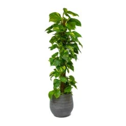 Esra Plant Pot - Mystic Grey -Indoor Plants Epipremnum aureum Golden Pothos Moss Pole Esra Mystic Grey Plant Pot