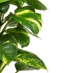 Indoor Plants -Indoor Plants Epipremnum aureum Golden Pothos Moss SWATCH