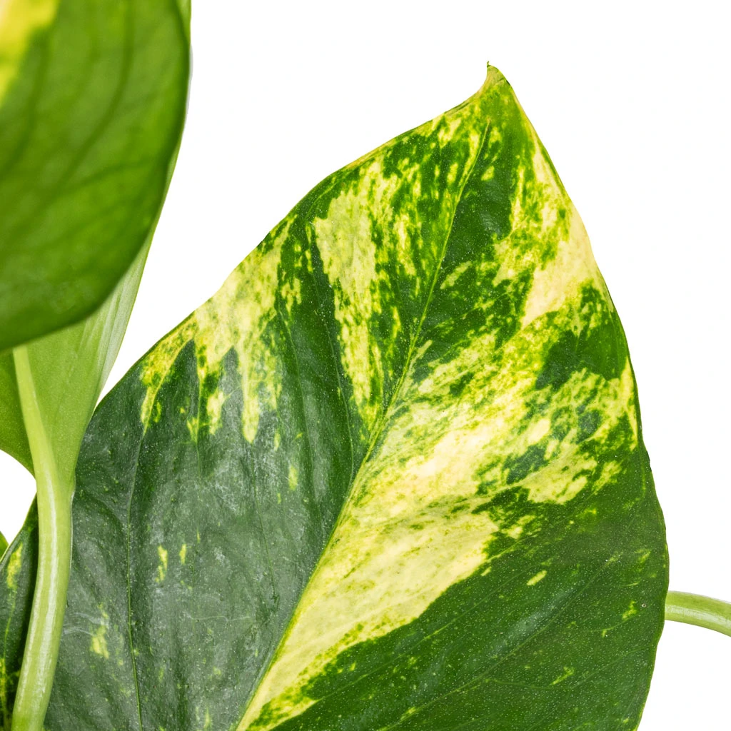 Epipremnum Aureum - Golden Pothos 2 Epipremnum Aureum - Golden Pothos - Image 2