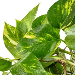 Epipremnum Aureum - Golden Pothos 24 Epipremnum Aureum - Golden Pothos -Indoor Plants Epipremnum aureum Golden Pothos SWATCH