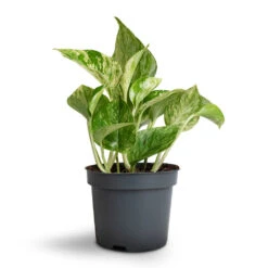 Epipremnum Aureum - Marble Queen Pothos -Indoor Plants Epipremnum aureum Marble Queen Pothos 12x20cm