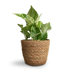 Epipremnum Aureum - Marble Queen Pothos -Indoor Plants Epipremnum aureum Marble Queen Pothos 12x20cm Igmar Plant Basket Natural 15x12cm