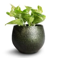 Noor Plant Pot - Velvet Green -Indoor Plants Epipremnum aureum Marble Queen Pothos 12x20cm Noor Plant Pot Velvet Green 16x13cm 6804906c b361 4243 a6f2 9afa9235fe65
