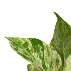 Epipremnum Aureum - Marble Queen Pothos -Indoor Plants Epipremnum aureum Marble Queen Pothos Close