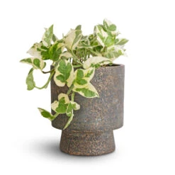 Aily Plant Pot - Earth Cement -Indoor Plants Epipremnum aureum NJoy Pothos 12x15cm Aily Plant Pot Anthracite 17x20cm 5b9b2088 d61c 4526 adf5 9d9cefcac705