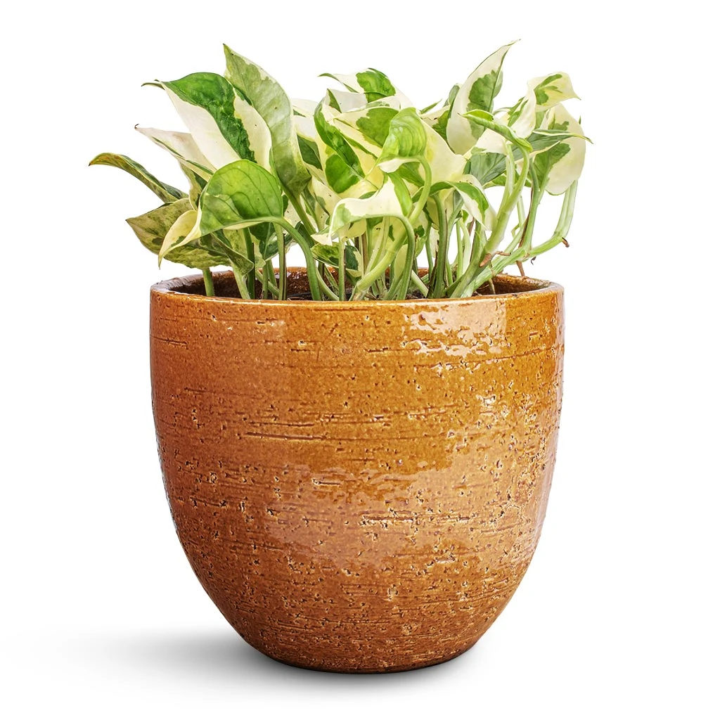 Jolin Plant Pot - Ochre 2 Jolin Plant Pot - Ochre - Image 2