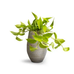 Noor Plant Vase - Metallic Grey -Indoor Plants Epipremnum aureum Neon Golden Neon Pothos 15x40cm Noor Plant Vase Metallic Grey 23x36cm