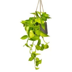 Patt Hanging Plant Pot - Black Washed -Indoor Plants Epipremnum aureum Neon Golden Neon Pothos Houseplant 15x40cm Plant Pot Patt Hanging Black Wash 20x17cm a1e5f424 ea21 4341 8cef 8cd7fe3fa8f5