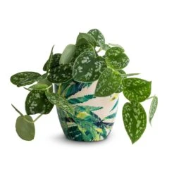 Epipremnum Pictum Argyraeus - Satin Pothos -Indoor Plants Epipremnum pictum Argyraeus Satin Pothos 12x20cm Monza Plant Pot Botanical Fern 13x13cm