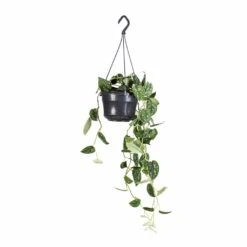 Epipremnum Pictum Argyraeus - Satin Pothos -Indoor Plants Epipremnum pictum Argyraeus Satin Pothos 15x40cm