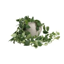 Epipremnum Pictum Argyraeus - Satin Pothos -Indoor Plants Epipremnum pictum Argyraeus Satin Pothos 15x40cm Abby Ball Plant Pot Ridged Cement 23x20cm