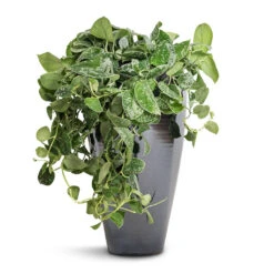 Epipremnum Pictum Argyraeus - Satin Pothos -Indoor Plants Epipremnum pictum Argyraeus Satin Pothos 15x40cm Amora Plant Vase Anthracite Mirror 23x45cm