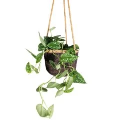 Epipremnum Pictum Argyraeus - Satin Pothos -Indoor Plants Epipremnum pictum Argyraeus Satin Pothos 15x40cm Igmar Hanging Plant Basket Grey 17x14cm