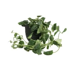 Epipremnum Pictum Argyraeus - Satin Pothos -Indoor Plants Epipremnum pictum Argyraeus Satin Pothos 15x40cm Nelis Plant Basket Green 19x17cm 01520977 2779 4c36 948a 42d72a032d8d