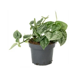 Epipremnum Pictum Argyraeus - Satin Pothos -Indoor Plants Epipremnum pictum Argyraeus Satin Pothos