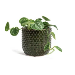 Epipremnum Pictum Argyraeus - Satin Pothos -Indoor Plants Epipremnum pictum Argyraeus Satin Pothos Bolino Plant Pot Green 961292f1 f976 43de 99fe 37e563943e15