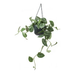 Epipremnum Pictum Argyraeus - Satin Pothos -Indoor Plants Epipremnum pictum Argyraeus Satin Pothos Hanging Houseplant