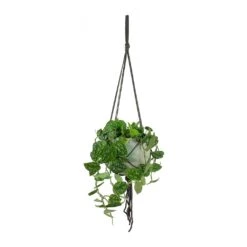 Epipremnum Pictum Argyraeus - Satin Pothos -Indoor Plants Epipremnum pictum Argyraeus Satin Pothos Hans Hanging Plant Pot Light Grey 4fa2ff1f ddc6 436a 96bf 728e861893b4