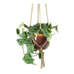 Epipremnum Pictum Argyraeus - Satin Pothos -Indoor Plants Epipremnum pictum Argyraeus Satin Pothos Lara Passion Plant Pot Plant Hanger