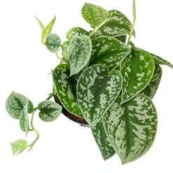 Epipremnum Pictum Argyraeus - Satin Pothos -Indoor Plants Epipremnum pictum Argyraeus Satin Pothos Leaves