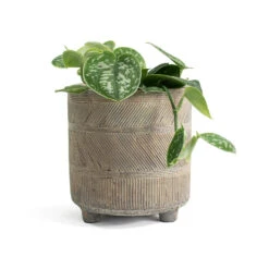 Epipremnum Pictum Argyraeus - Satin Pothos -Indoor Plants Epipremnum pictum Argyraeus Satin Pothos Nola Plant Pot Shiny Earth ea48a183 25db 4b65 b7c5 87f1b8f649ac