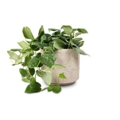 Novi Plant Pot - Grey Washed -Indoor Plants Epipremnum pictum Silvery Ann Satin Pothos 14x35cm Novi Plant Pot Grey Washed 18x15.5cm