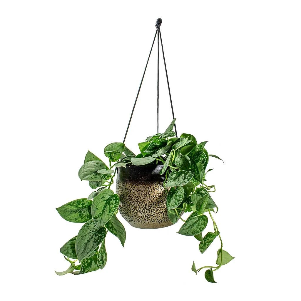 Mya Hanging Planter - Deep Champagne 4 Mya Hanging Planter - Deep Champagne - Image 4