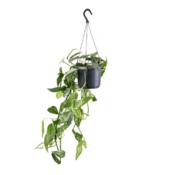 Epipremnum Pinnatum - Cebu Blue Pothos 13 Epipremnum Pinnatum - Cebu Blue Pothos -Indoor Plants Epipremnum pinnatum Cebu Blue Pothos 17x40cm