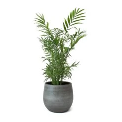 Esra Plant Pot - Mystic Grey -Indoor Plants Esra Plant Pot Mystic Grey Chamaedorea elegans Parlour Palm