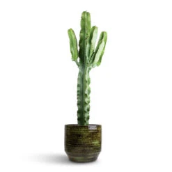 Sanna Plant Pot - Moss Green -Indoor Plants Euphorbia erytrea Desert Cactus 19 70cm Sanna Plan Pot Moss Green 31x26cm 96050d4d 1143 4ba6 8a9a d2c52f9aabc0