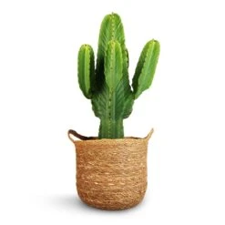 Euphorbia Ingens - Candelabra Tree -Indoor Plants Euphorbia ingens Candelabra Tree 24x70cm Nelis Plant Basket Natural 28x27cm 1