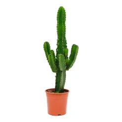 Euphorbia Ingens - Candelabra Tree -Indoor Plants Euphorbia ingens Candelabra Tree 24x80cm