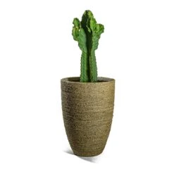 Ben Plant Pot - Straw Grass 18 Ben Plant Pot - Straw Grass -Indoor Plants Euphorbia ingens Candelabra Tree Ben Plant Pot Straw Grass e565bc98 358b 4c2d b7ad 90e23d871711