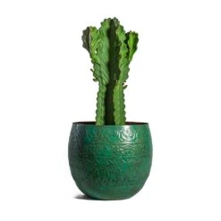 Euphorbia Ingens - Candelabra Tree -Indoor Plants Euphorbia ingens Candelabra Tree Famke Metal Plant Pots Set of 3 Old Blue