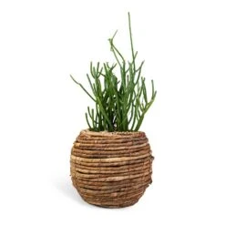 Euphorbia Tirucalli - Pencil Cactus -Indoor Plants Euphorbia tirucalli Pencil Cactus 15x35cm Lida Plant Basket Natural 24x20cm 910626ea db7d 4499 9efb 066d6a864452